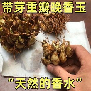 Double-Petaled Perfume Tuberose Bulbs with Large Florals and Strong Fragrance, Four-Season Florals, Cold-Resistant Potted Green Plants, Lazy People Can Grow Immortal Florals
