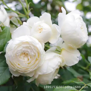 Rose Flower Seedlings, Roses Blooming in All Seasons, Potted White Sa Large Buds, Indoor and Outdoor Courtyard Balcony Green Plants Roses