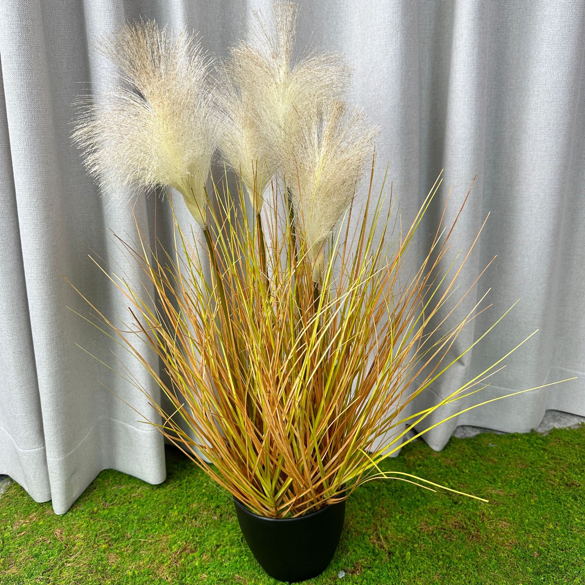 Hierba de caña de otoño (50cm de altura)