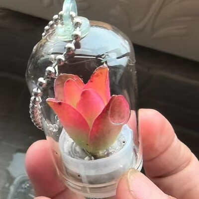 Cell Phone Accessories/Succulent plants Mobile phone pendant Angel Hanabusa/Portable Farms/Fleshy baby