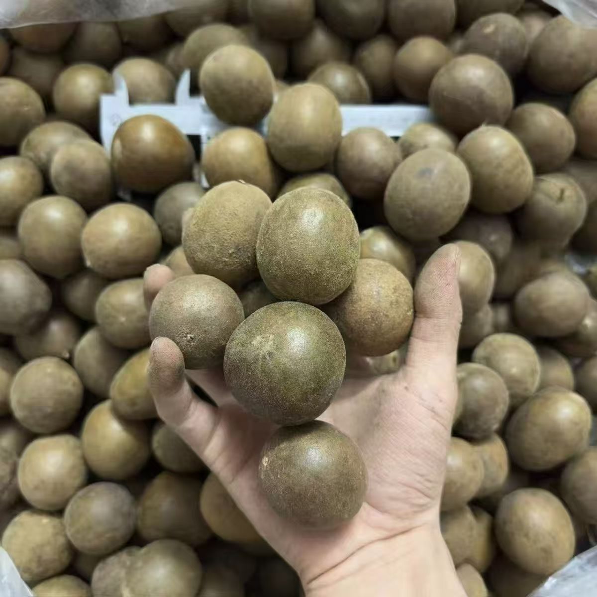 Luo Han Guo Monk Fruit 500g Large Whole Fruits from Guilin Guangxi for Throat-Soothing Tea specifications
