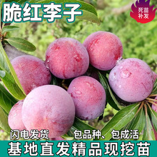 һltӹϱͥԺشԷNֲ޽