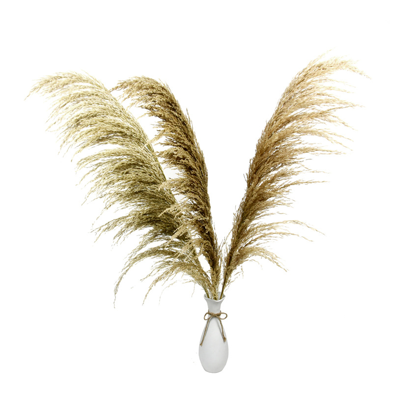 Manufactor Supplying Dried flowers 1 reed natural Botany Wedding celebration Hall Decorative flowers Spend eternity