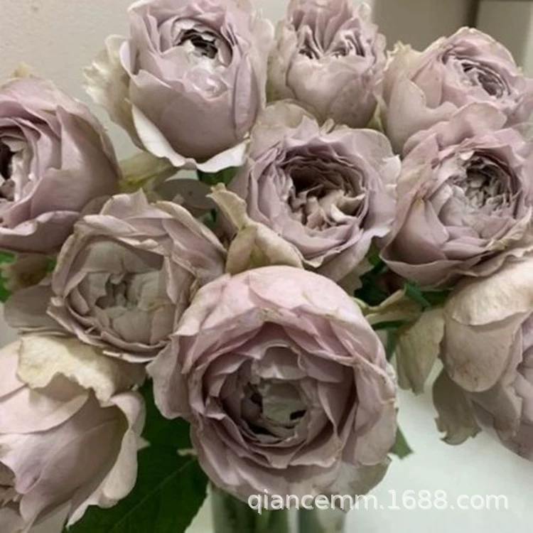 Роза Люцифер, рассада в горшке, сильнодействующий аромат, для балкона, многовременное цветение, растение для улицы от Ryuuko Kawaii.