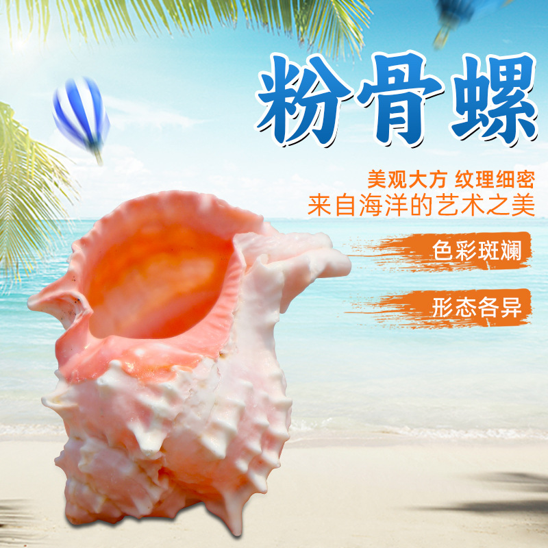 Hermit Crab Replacement Shell Red Bone Snail Fish Tank Aquarium Decoration Crafts Natural Conch Home Decoration Pink Snail