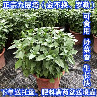 �Ե�������ֲ��Ō������r��ʳ�������_���~�𲻓Q�籡�����K�̨