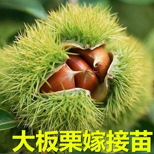 �޽Ӱ�����������t���������箔��Y���Ϸ������Nֲ���������