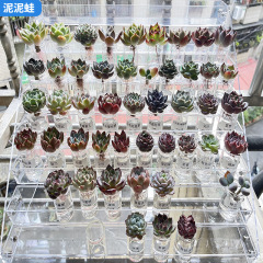 多肉収納棚透明アクリル鉢植え展示棚デスクトップ植木鉢置物棚親指鉢植物花棚