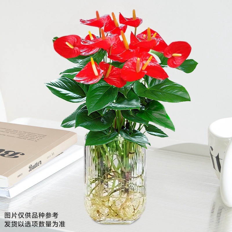 [도음핫세일] 프리미엄 안스리움 [U자형 유리병 + 영양액]