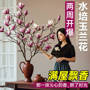 紅梅盆栽圖片- 海量高清紅梅盆栽圖片大全- 阿里巴巴