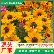 ͺ͟ẵ׻÷N޸ܺľշNӽջl岥