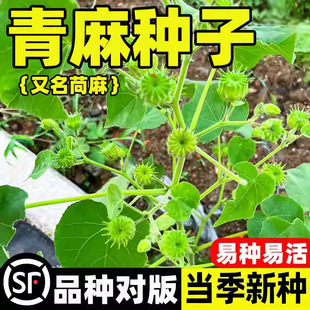 ����N���ļ��NֲͥԺ�׻�Ұ�f�龀�鶬���N��С�f�ӷN���������K