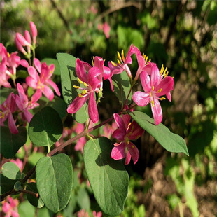 �̶� ���y�̶� �t���̶� ���yľ�̶� �̶���ľ �̶����� �̶����