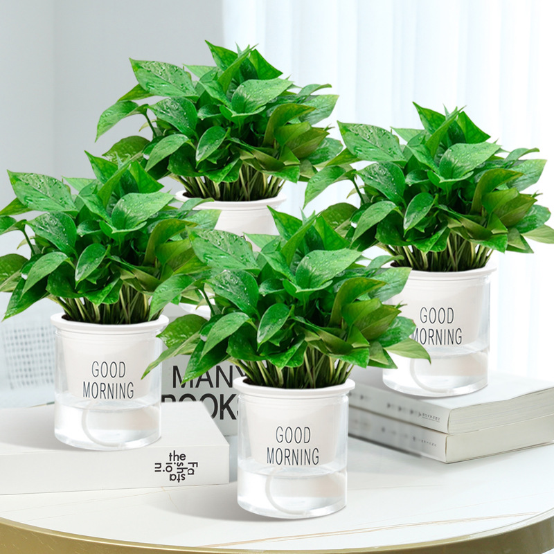 무 4단 약 25cm + 굿모닝 화분 + 영양액 [4단 특가]