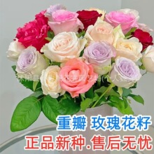 红玫瑰花种子 绿植盆栽花卉鲜花种子盆栽地栽四季种子玫瑰种200粒