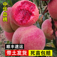 Ҙ޽ҘˮҘSҘ箔YϷNֲ