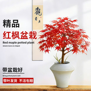 �ձ��t���辰ֲ��t�輧�̨ͥԺ�ļ��t��������҃��ļ����B����