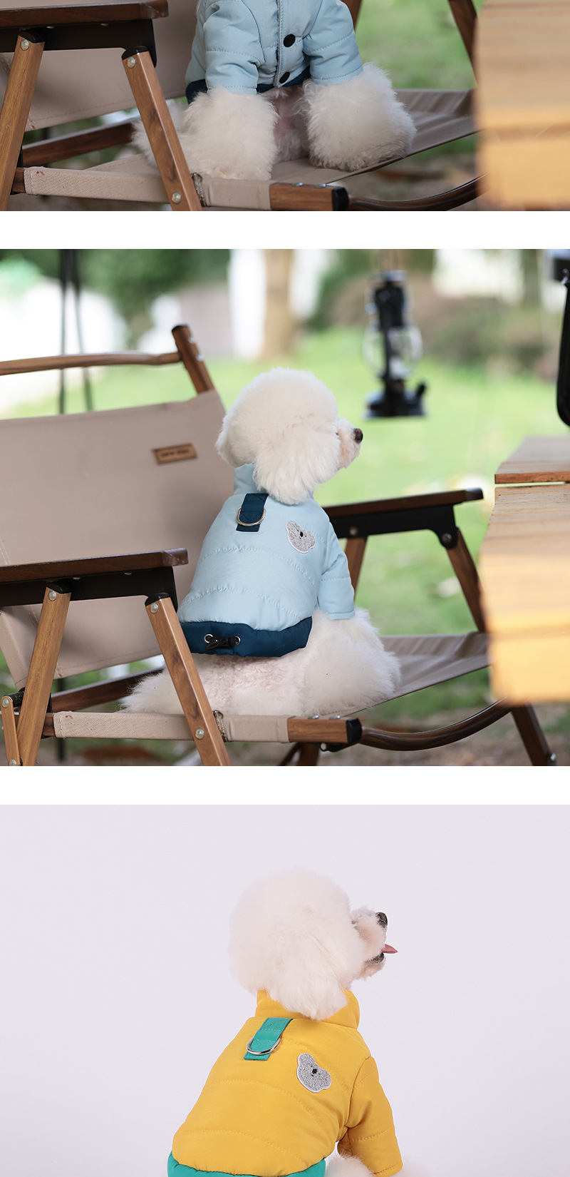 Dog in coat 2
