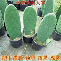 Съедобный кактус для наружного и внутреннего применения, косметическое посадка и прививка, лекарственное растение Mibonta кактус зеленое в горшке