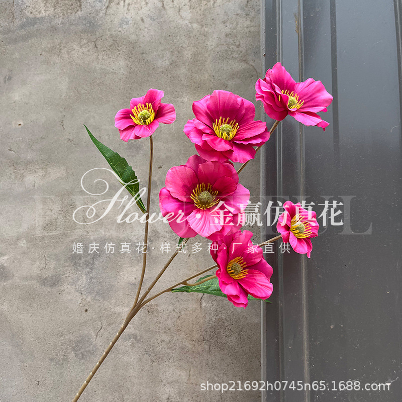 6 낭만적 인 나비