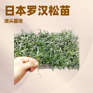 �ļ����G�_�h��(�ձ��N)��΢���^�҃�С���ԾGֲ�辰�l؛��ٳɻ�