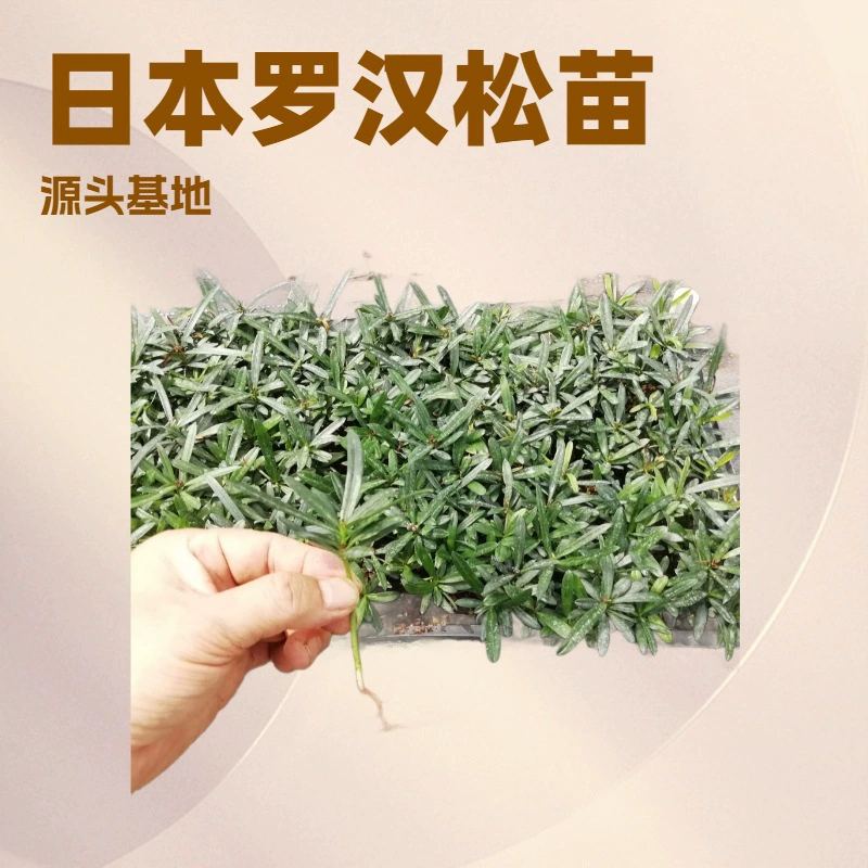 Саженцы вечнозеленого пудрокарпа (японская разновидность) для микроландшафтов, небольших комнатных растений в горшках, бонсай, быстрая доставка и гарантированное выживание.