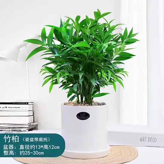 모기퇴치대나무, 편백나무 10그루(직형 세라믹 대야) + 세라믹 입자 + 영양액