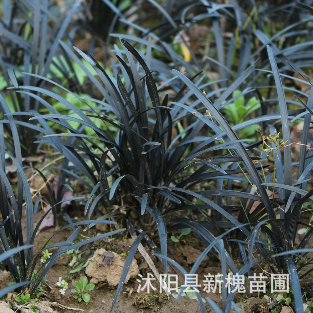 Черная пшеничная трава, многолетнее растение для газона, двора, сада, виллы, цветочное зеркало, используется вместе.