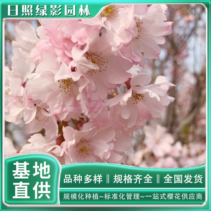 2 см восьмицветный красный Другой берег саженец саженца рынок Шаньдун база вишни прямые продажи