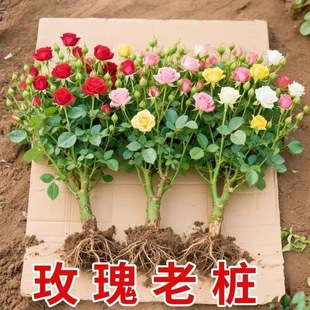 景德镇高端瓷器