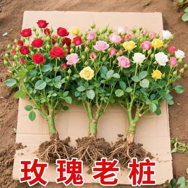 云南玫瑰花老桩花苗切花玫瑰大花浓香四季爆花室内外盆栽地栽月季