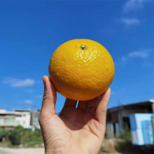 �������������֡��ƽ��������ӱ�֭ˬ��5�����rˮ��һ�����l