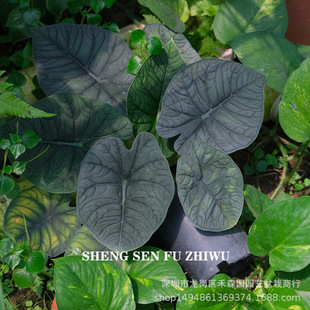 ���ܹϺ���dragon scale alocasia���ܹ�ϡ��ins�W�t�Gֲ�������l