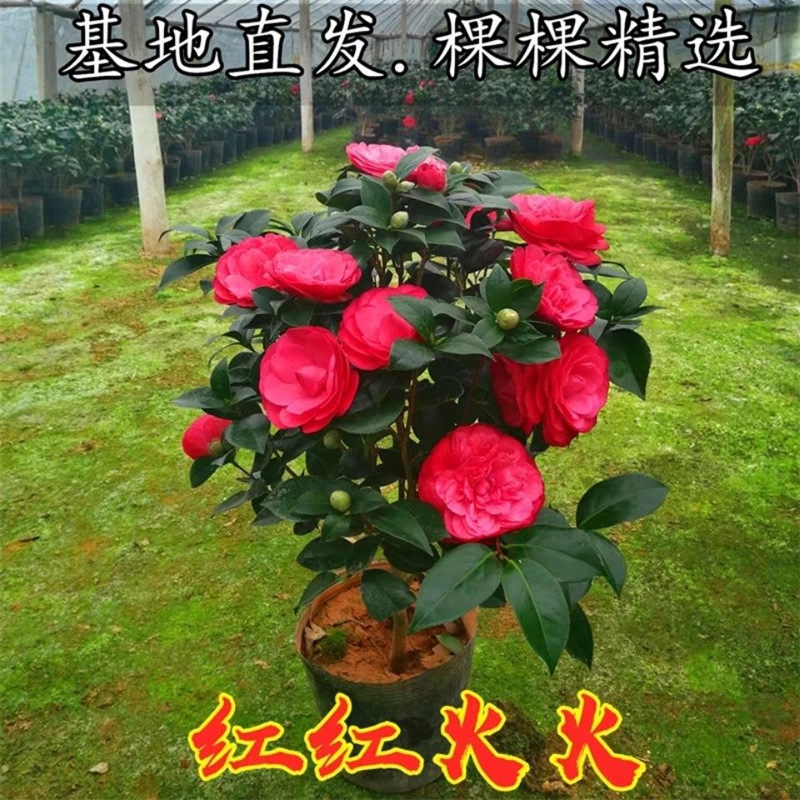 四季茶花树苗带花苞盆栽耐热花卉植物室内外绿植好养开花不断包邮