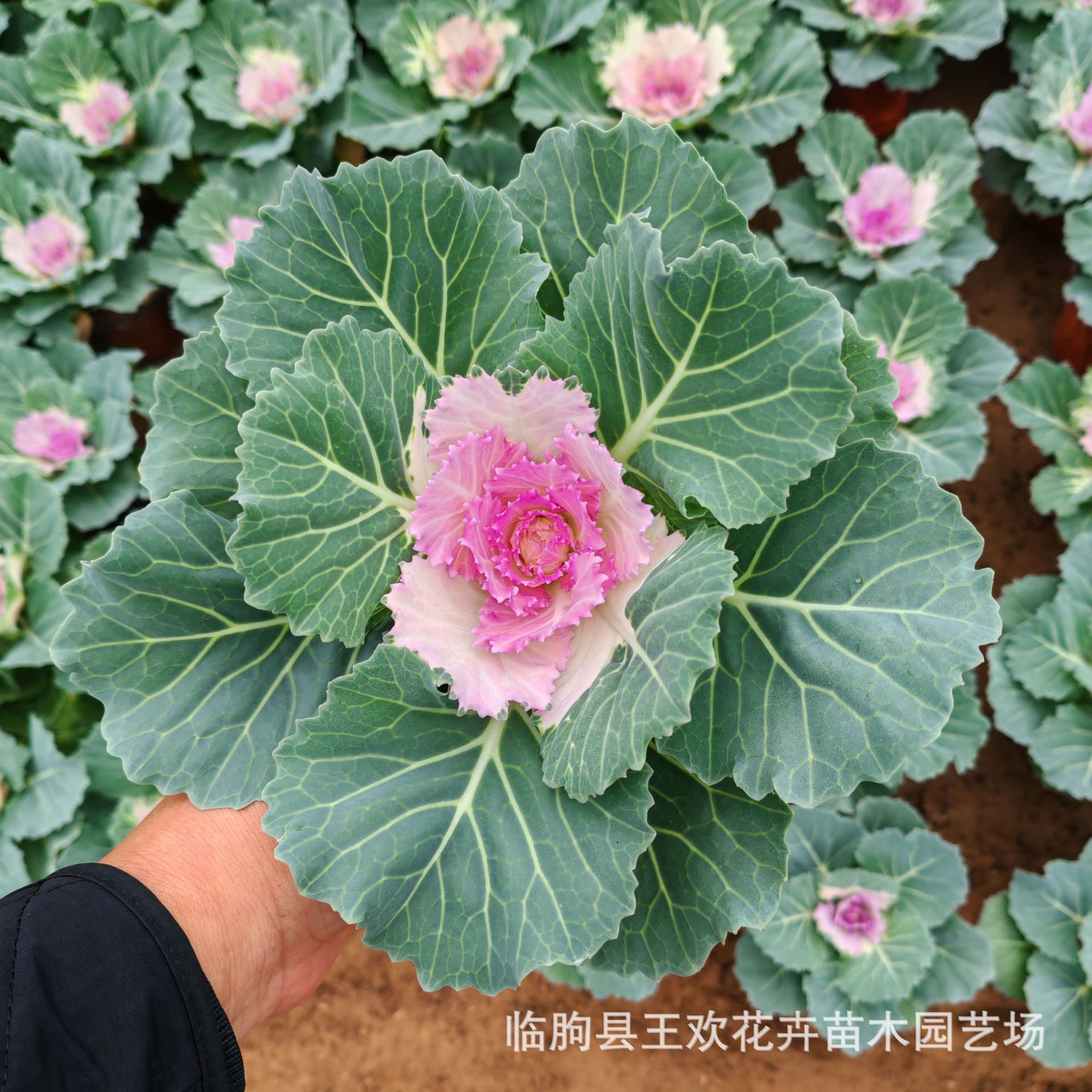 ad981a57-723c-45bb-a0f2-bce8f4