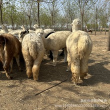 羊駝租賃是怎么收費的 寵物小羊駝養殖場 活體百鳥展觀賞矮腳馬