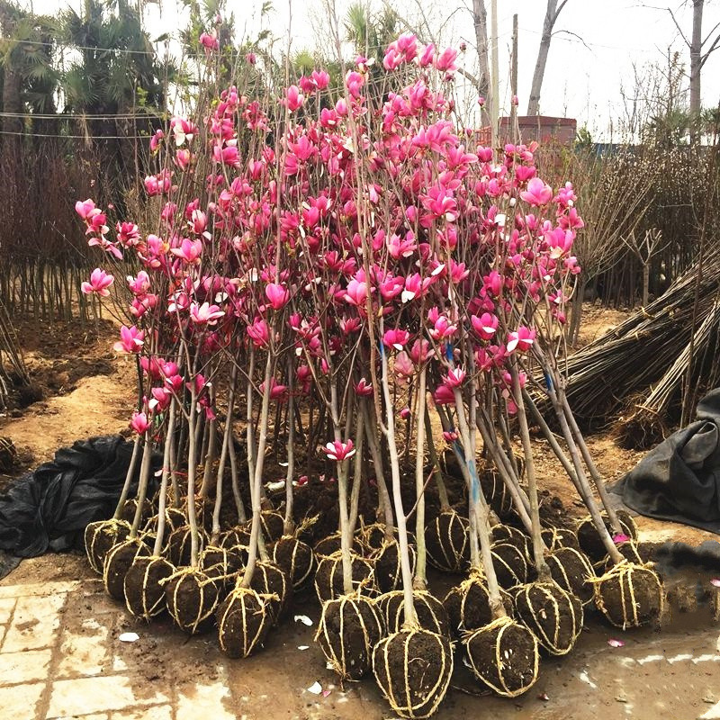 玉兰花树苗庭院别墅地栽绿化植物红玉兰白玉兰紫玉兰大型景观花卉