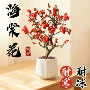 紅梅 盆栽　赤花 紅梅盆栽圖片- 海量高清紅梅盆栽圖片大全- 阿里巴巴