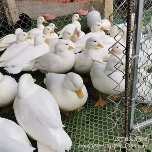 �W�t���� ������w����N� ��� �^�p���^�^�p� ��������Xһ��