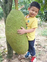 海南黄肉菠萝蜜保亭新鲜水果果园直销树上熟一整个现摘现发新鲜货