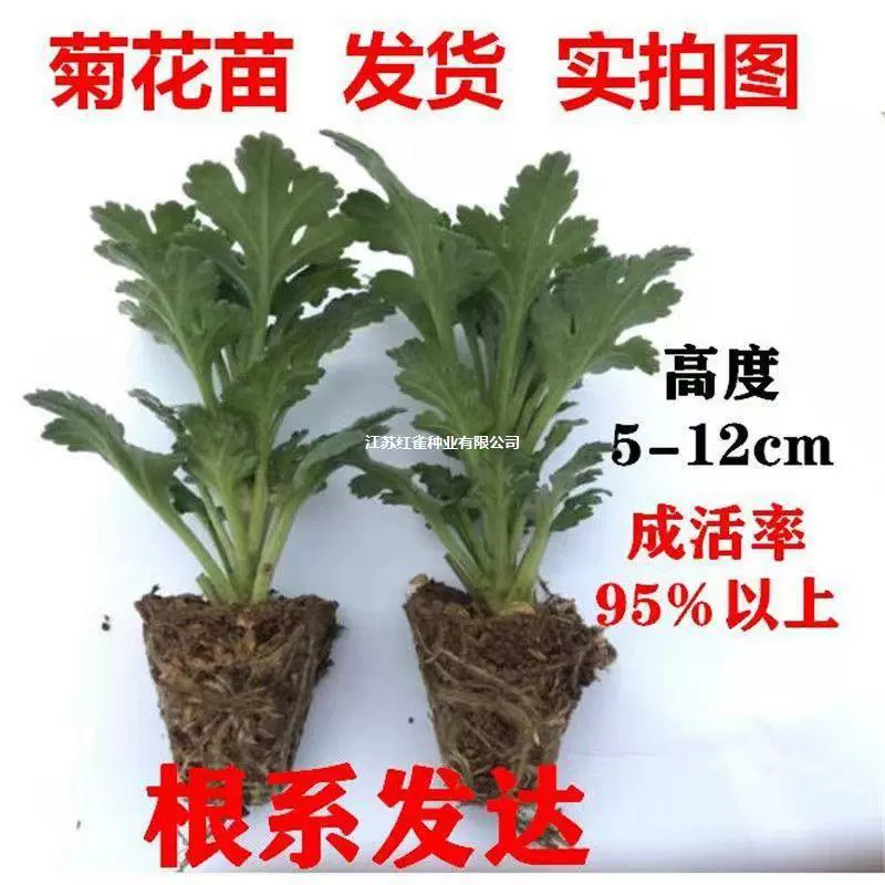 Рассада хризантем цветет в любое время года, хризантемы цветут в сентябре, крупные рассады хризантем, цветы в горшках на внутреннем и наружном дворе, на балконе.