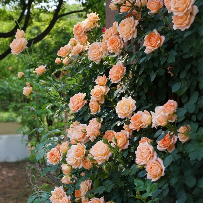 蔷薇花种籽子四季开花盆栽花卉植物室内外鲜花种子易爆盆庭院阳台