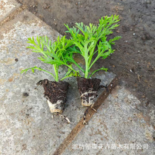 Perennial Flower Margaret Pot Seedlings Wholesale Four-Season Flowering Easy-To-Grow Flower Cultivation Base
