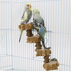 Step by step high flower and wood climbing parrot climbing ladder bird springboard rest station standing wisdom, dirty bite toy