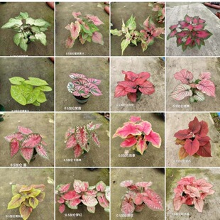 Colorful Taro Flower Wholesale Foliage Plant Indoor Tropical Green Plant Potted Thai Colorful Taro Potted Green Plant Base