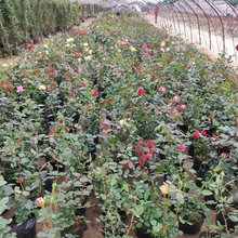 ���l ������ƺͥԺ�e����ƽֲ���ļ������@�־G����������ӹ�