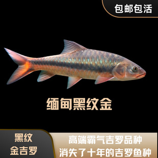 蓝吉罗黑纹吉罗鱼黑线吉罗缅甸进口活体吉罗观赏鱼稀有吉罗包邮-阿里巴巴