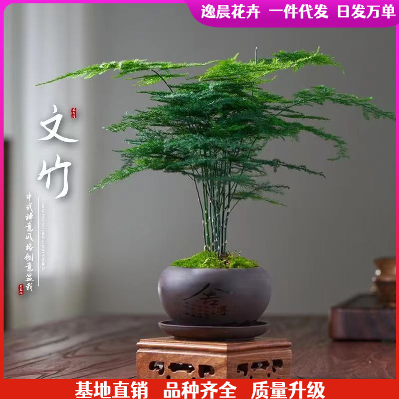 asparagus potted flowers and plants indoor office hydroponics living room lazy small green plant encyclopedia bonsai evergreen all seasons
