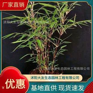 Base Wholesale, Self-Produced and Sold, Arrow Bamboo Seedlings, Scenic Spot Landscaping Roads, Garden Project Greening Seedlings