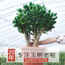 玉树老桩厂家供应大株盆栽室内多肉植物四季好养常绿植物玉树老桩